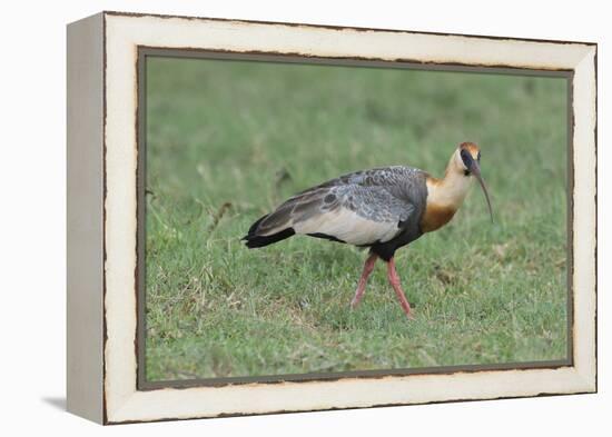 Buff-Necked Ibis (Theristicus Caudatus), Mato Grosso Do Sul, Brazil, South America-G&M Therin-Weise-Framed Premier Image Canvas