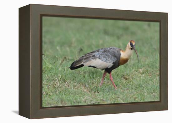 Buff-Necked Ibis (Theristicus Caudatus), Mato Grosso Do Sul, Brazil, South America-G&M Therin-Weise-Framed Premier Image Canvas