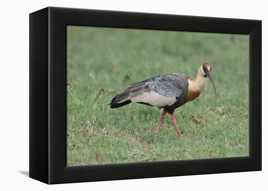 Buff-Necked Ibis (Theristicus Caudatus), Mato Grosso Do Sul, Brazil, South America-G&M Therin-Weise-Framed Premier Image Canvas