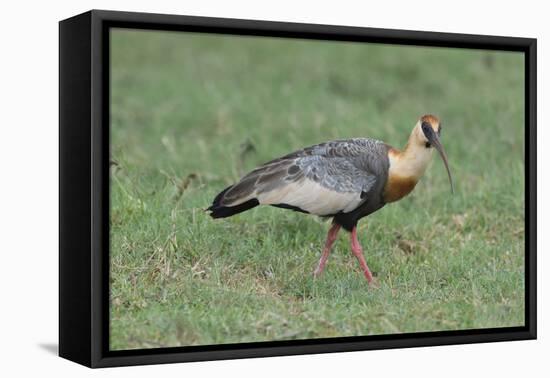 Buff-Necked Ibis (Theristicus Caudatus), Mato Grosso Do Sul, Brazil, South America-G&M Therin-Weise-Framed Premier Image Canvas