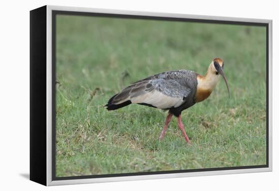 Buff-Necked Ibis (Theristicus Caudatus), Mato Grosso Do Sul, Brazil, South America-G&M Therin-Weise-Framed Premier Image Canvas