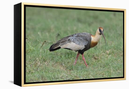 Buff-Necked Ibis (Theristicus Caudatus), Mato Grosso Do Sul, Brazil, South America-G&M Therin-Weise-Framed Premier Image Canvas