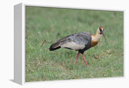 Buff-Necked Ibis (Theristicus Caudatus), Mato Grosso Do Sul, Brazil, South America-G&M Therin-Weise-Framed Premier Image Canvas