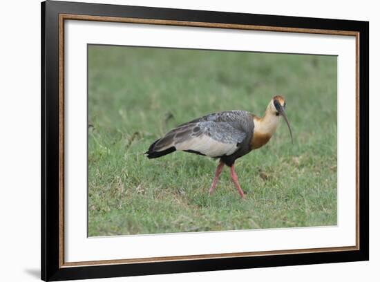 Buff-Necked Ibis (Theristicus Caudatus), Mato Grosso Do Sul, Brazil, South America-G&M Therin-Weise-Framed Photographic Print