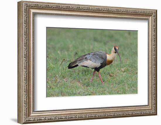 Buff-Necked Ibis (Theristicus Caudatus), Mato Grosso Do Sul, Brazil, South America-G&M Therin-Weise-Framed Photographic Print