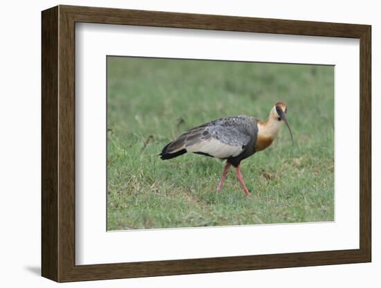 Buff-Necked Ibis (Theristicus Caudatus), Mato Grosso Do Sul, Brazil, South America-G&M Therin-Weise-Framed Photographic Print