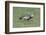 Buff-Necked Ibis (Theristicus Caudatus), Mato Grosso Do Sul, Brazil, South America-G&M Therin-Weise-Framed Photographic Print