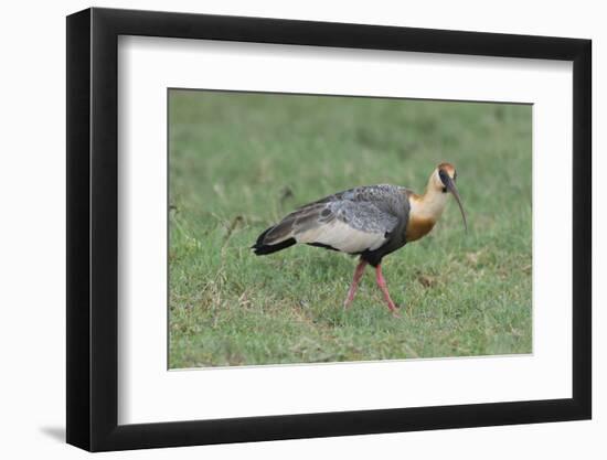 Buff-Necked Ibis (Theristicus Caudatus), Mato Grosso Do Sul, Brazil, South America-G&M Therin-Weise-Framed Photographic Print