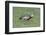 Buff-Necked Ibis (Theristicus Caudatus), Mato Grosso Do Sul, Brazil, South America-G&M Therin-Weise-Framed Photographic Print