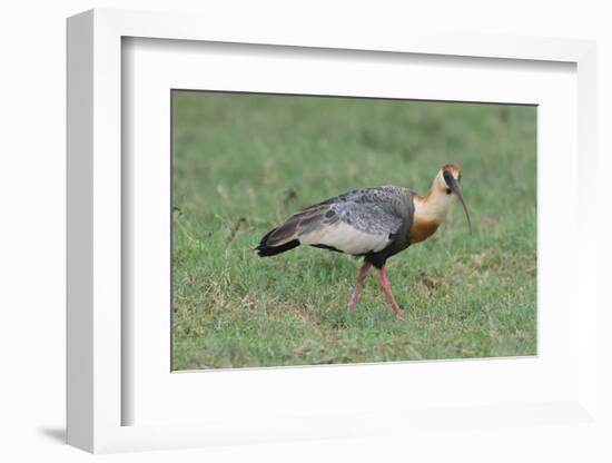 Buff-Necked Ibis (Theristicus Caudatus), Mato Grosso Do Sul, Brazil, South America-G&M Therin-Weise-Framed Photographic Print