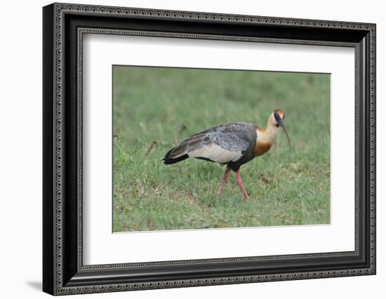 Buff-Necked Ibis (Theristicus Caudatus), Mato Grosso Do Sul, Brazil, South America-G&M Therin-Weise-Framed Photographic Print