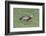 Buff-Necked Ibis (Theristicus Caudatus), Mato Grosso Do Sul, Brazil, South America-G&M Therin-Weise-Framed Photographic Print