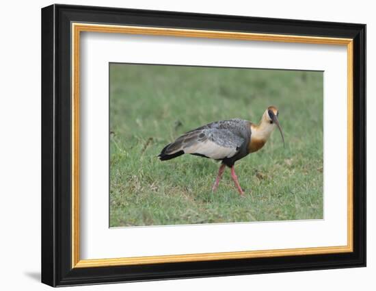 Buff-Necked Ibis (Theristicus Caudatus), Mato Grosso Do Sul, Brazil, South America-G&M Therin-Weise-Framed Photographic Print