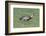 Buff-Necked Ibis (Theristicus Caudatus), Mato Grosso Do Sul, Brazil, South America-G&M Therin-Weise-Framed Photographic Print