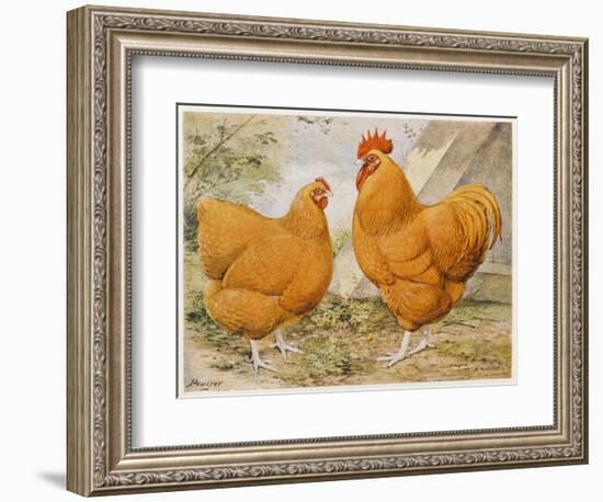 Buff Orpington Cock and Hen-null-Framed Art Print