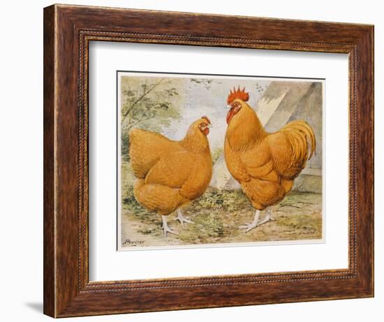 Buff Orpington Cock and Hen-null-Framed Art Print