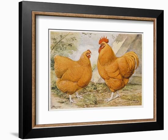 Buff Orpington Cock and Hen-null-Framed Art Print