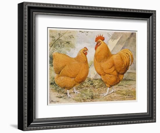 Buff Orpington Cock and Hen-null-Framed Art Print