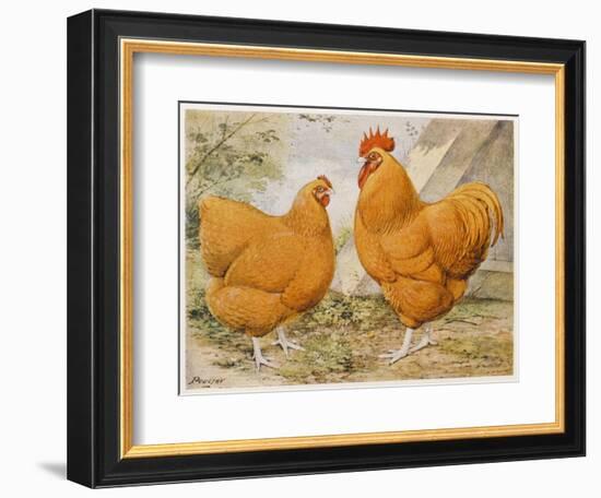 Buff Orpington Cock and Hen-null-Framed Art Print