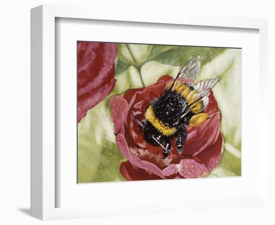 Buff-Tailed Bumblebee or Large Earth Bumblebee (Bombus Terrestris), Apidae-null-Framed Giclee Print