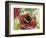 Buff-Tailed Bumblebee or Large Earth Bumblebee (Bombus Terrestris), Apidae-null-Framed Giclee Print