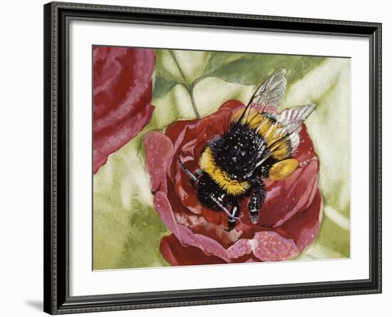 Buff-Tailed Bumblebee or Large Earth Bumblebee (Bombus Terrestris), Apidae-null-Framed Giclee Print