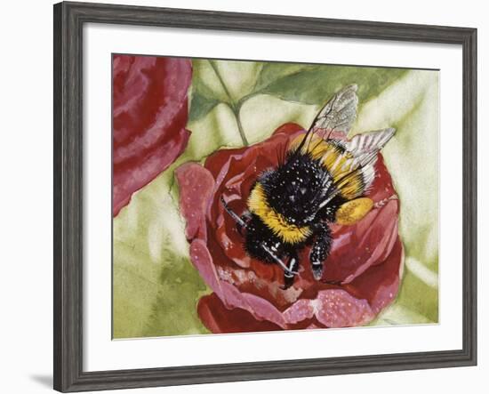 Buff-Tailed Bumblebee or Large Earth Bumblebee (Bombus Terrestris), Apidae-null-Framed Giclee Print