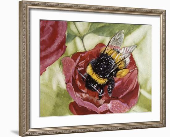 Buff-Tailed Bumblebee or Large Earth Bumblebee (Bombus Terrestris), Apidae-null-Framed Giclee Print