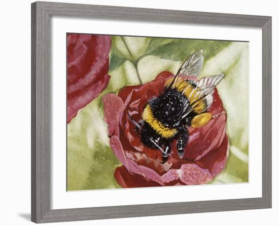 Buff-Tailed Bumblebee or Large Earth Bumblebee (Bombus Terrestris), Apidae--Framed Giclee Print