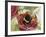 Buff-Tailed Bumblebee or Large Earth Bumblebee (Bombus Terrestris), Apidae-null-Framed Giclee Print