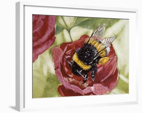 Buff-Tailed Bumblebee or Large Earth Bumblebee (Bombus Terrestris), Apidae-null-Framed Giclee Print