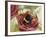 Buff-Tailed Bumblebee or Large Earth Bumblebee (Bombus Terrestris), Apidae-null-Framed Giclee Print