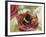 Buff-Tailed Bumblebee or Large Earth Bumblebee (Bombus Terrestris), Apidae-null-Framed Giclee Print