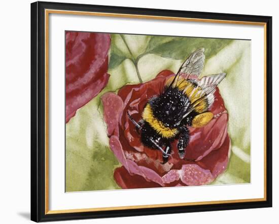 Buff-Tailed Bumblebee or Large Earth Bumblebee (Bombus Terrestris), Apidae-null-Framed Giclee Print