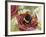 Buff-Tailed Bumblebee or Large Earth Bumblebee (Bombus Terrestris), Apidae-null-Framed Giclee Print