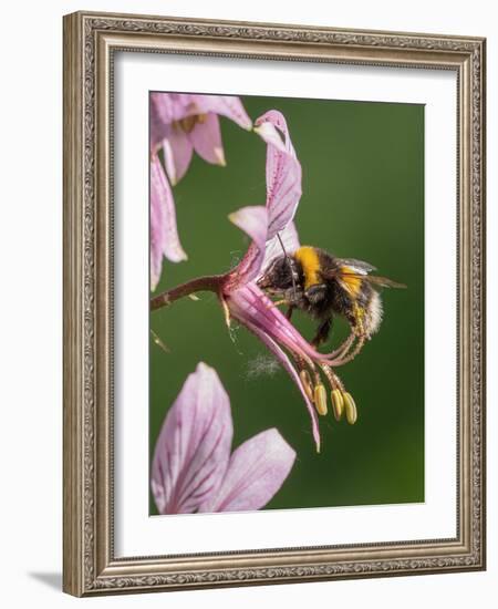 Buff-tailed bumblebee visiting flower of Dittany, Italy-Paul Harcourt Davies-Framed Photographic Print