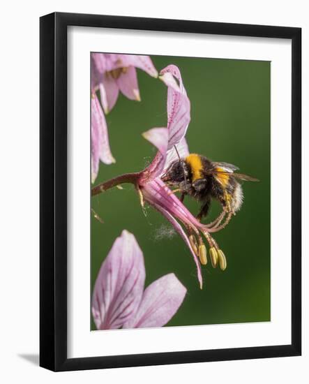 Buff-tailed bumblebee visiting flower of Dittany, Italy-Paul Harcourt Davies-Framed Photographic Print