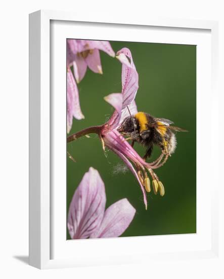 Buff-tailed bumblebee visiting flower of Dittany, Italy-Paul Harcourt Davies-Framed Photographic Print