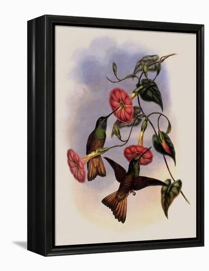 Buff-Tailed Star-Frontlet, Helianthea Osculans-John Gould-Framed Premier Image Canvas