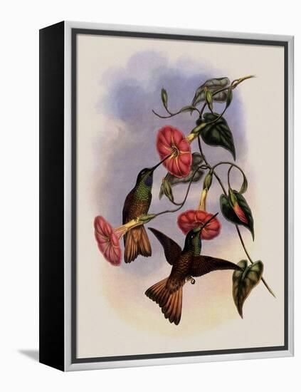 Buff-Tailed Star-Frontlet, Helianthea Osculans-John Gould-Framed Premier Image Canvas