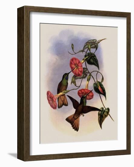 Buff-Tailed Star-Frontlet, Helianthea Osculans-John Gould-Framed Giclee Print