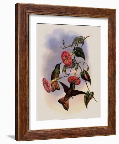 Buff-Tailed Star-Frontlet, Helianthea Osculans-John Gould-Framed Giclee Print