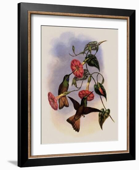 Buff-Tailed Star-Frontlet, Helianthea Osculans-John Gould-Framed Giclee Print