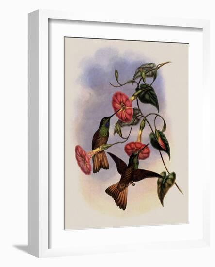 Buff-Tailed Star-Frontlet, Helianthea Osculans-John Gould-Framed Giclee Print