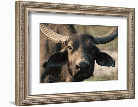 Buff-Ryan Braxton-Framed Photographic Print