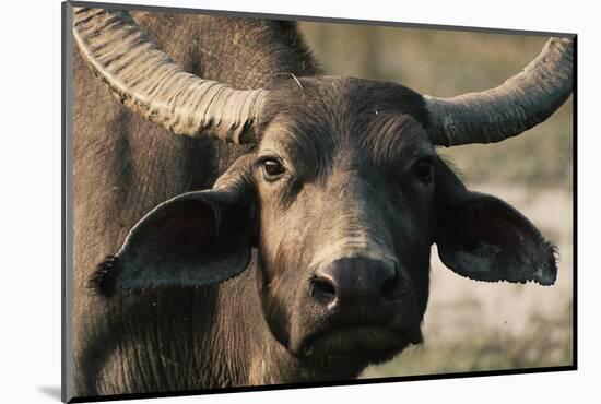 Buff-Ryan Braxton-Mounted Photographic Print