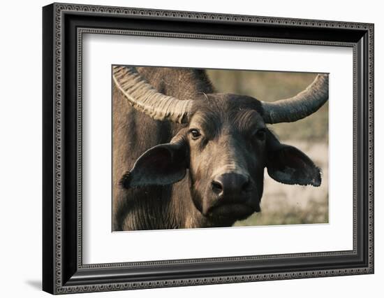 Buff-Ryan Braxton-Framed Photographic Print