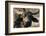 Buff-Ryan Braxton-Framed Photographic Print