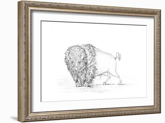 Buffalo, 1841-Myers and Co-Framed Giclee Print