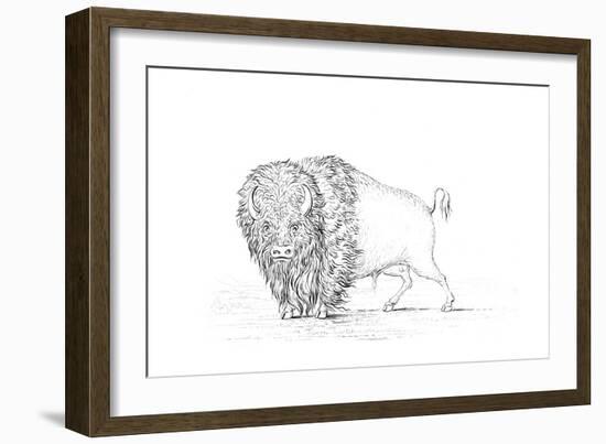 Buffalo, 1841-Myers and Co-Framed Giclee Print